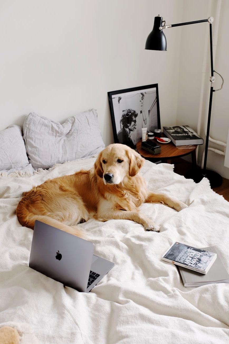 Orthopedic Pet Bed