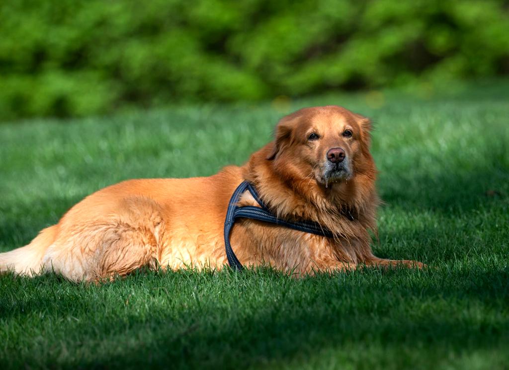 Olivia Jenkins and her Golden Retriever